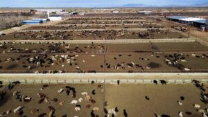 US shuts southern border to livestock imports to stop spread of deadly flies