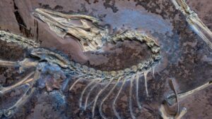 Scientists uncover new secrets of rare feathered fossil showing early bird evolution