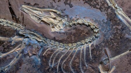 Scientists uncover new secrets of rare feathered fossil showing early bird evolution