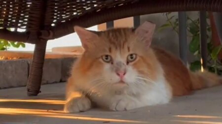 Beloved pet makes daring escape from animal hospital after surgery and travels 3 miles to get home
