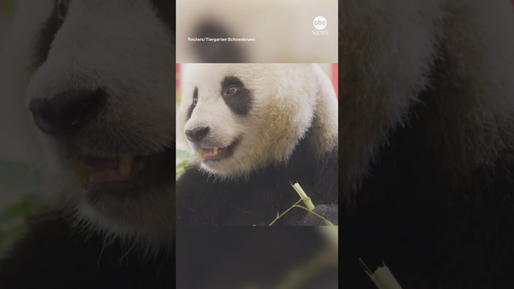 Vienna Zoo welcomes new pandas