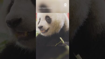 Vienna Zoo welcomes new pandas