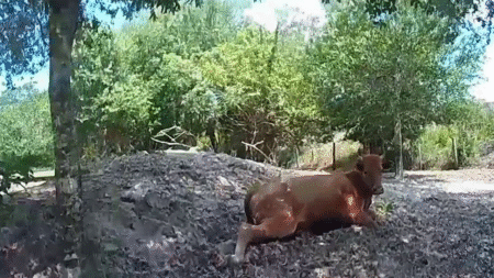 Florida man arrested for shooting neighbor’s pregnant cow after it wandered onto his property