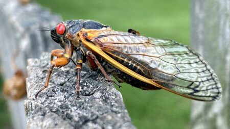 America’s second-largest cicada swarm is about to emerge across the East Coast