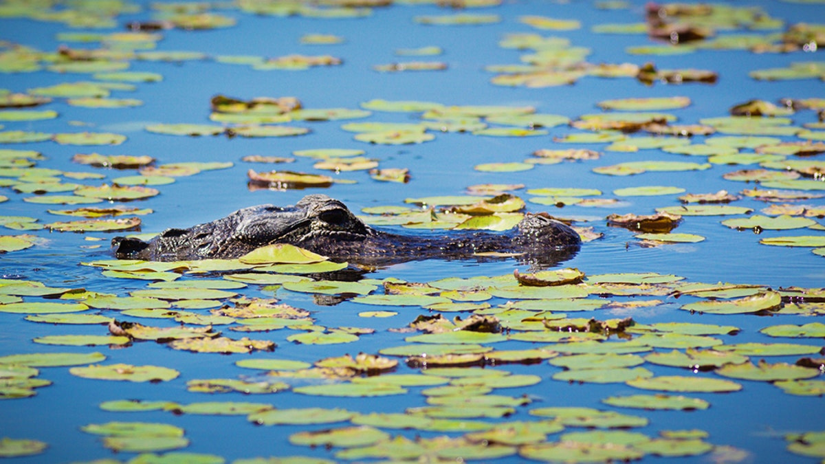 Everglades National Park of Florida, USA. Alligators floating and resting in among the water lili swamp wetland lake. Alligators and numerous wildlife and birds are common residents of the Everglades of Florida, a popular vacation and travel destination for nature and adventure travels. Photographed in horizontal format with copy space.