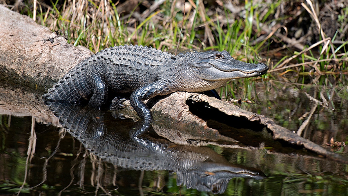 Alligator enjoying the river side.