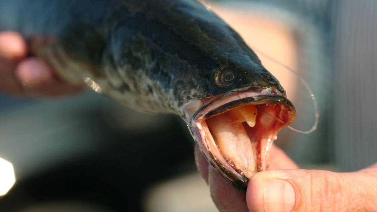 northern snakehead