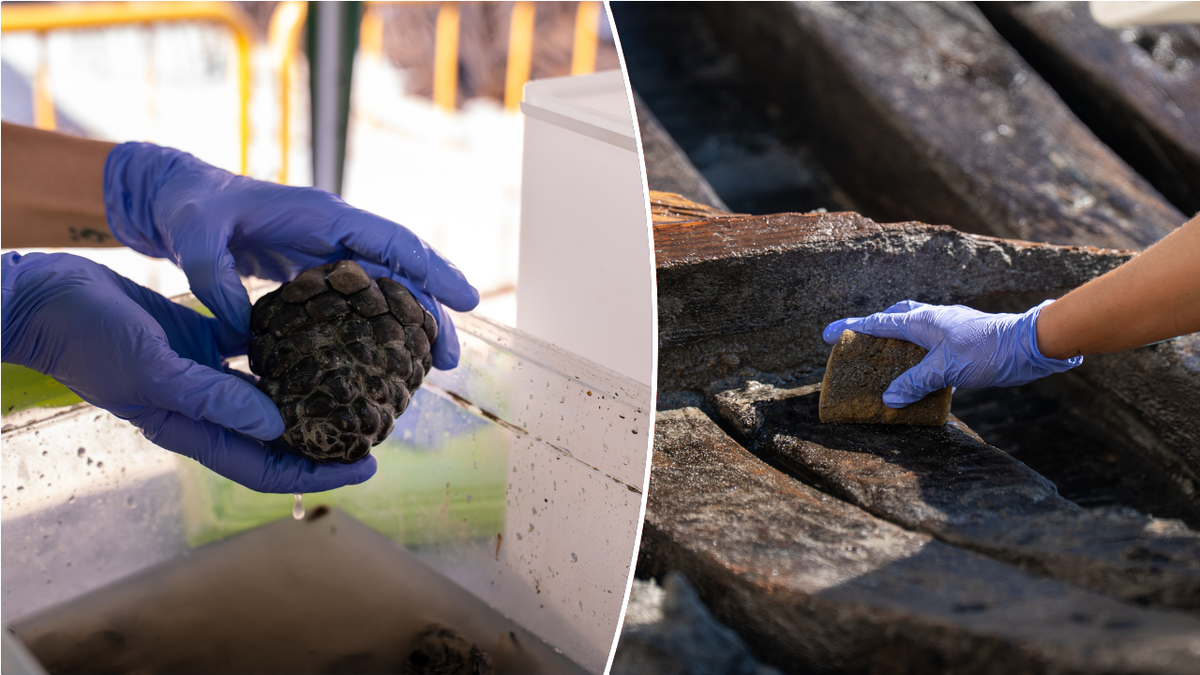 Split image of pine cone, excavation