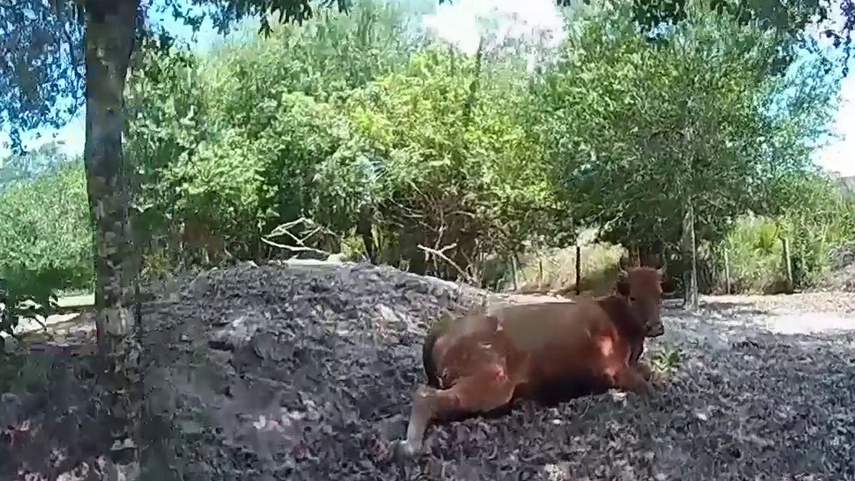 Florida cow