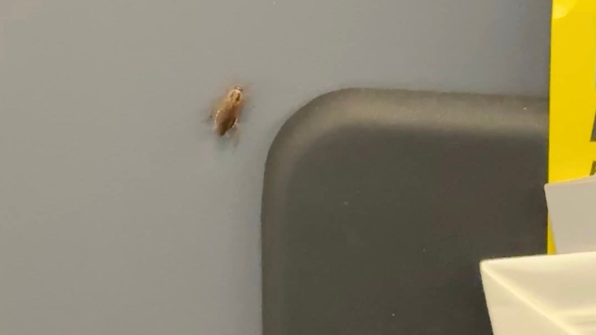 A roach crawling on the wall of an airplane.