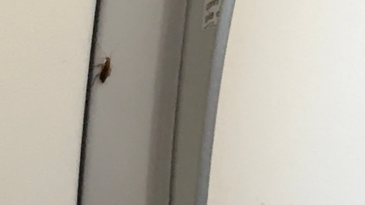 Footage from the traveler shows what she said were two different cockroaches crawling around the cabin.