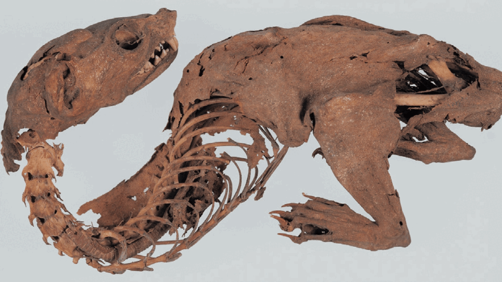 Experts solve mystery of ancient ‘mummified dragon’ discovered by Japanese shogun
