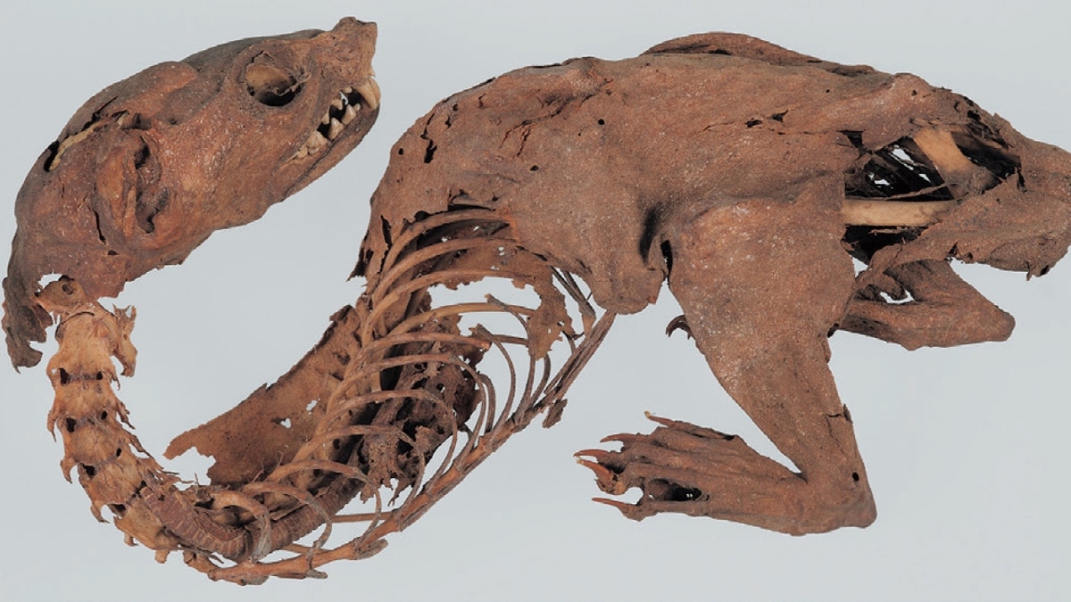 Mummified "dragon" skeleton