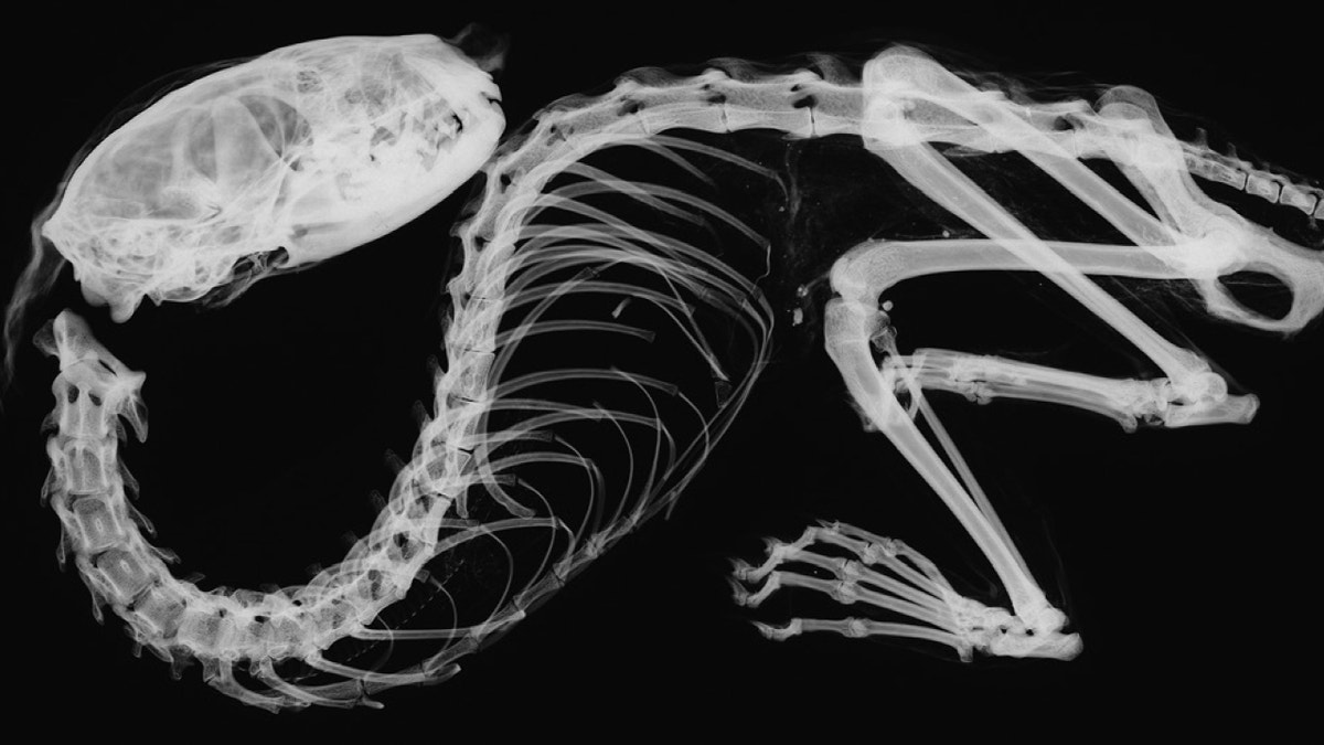 Marten skeleton