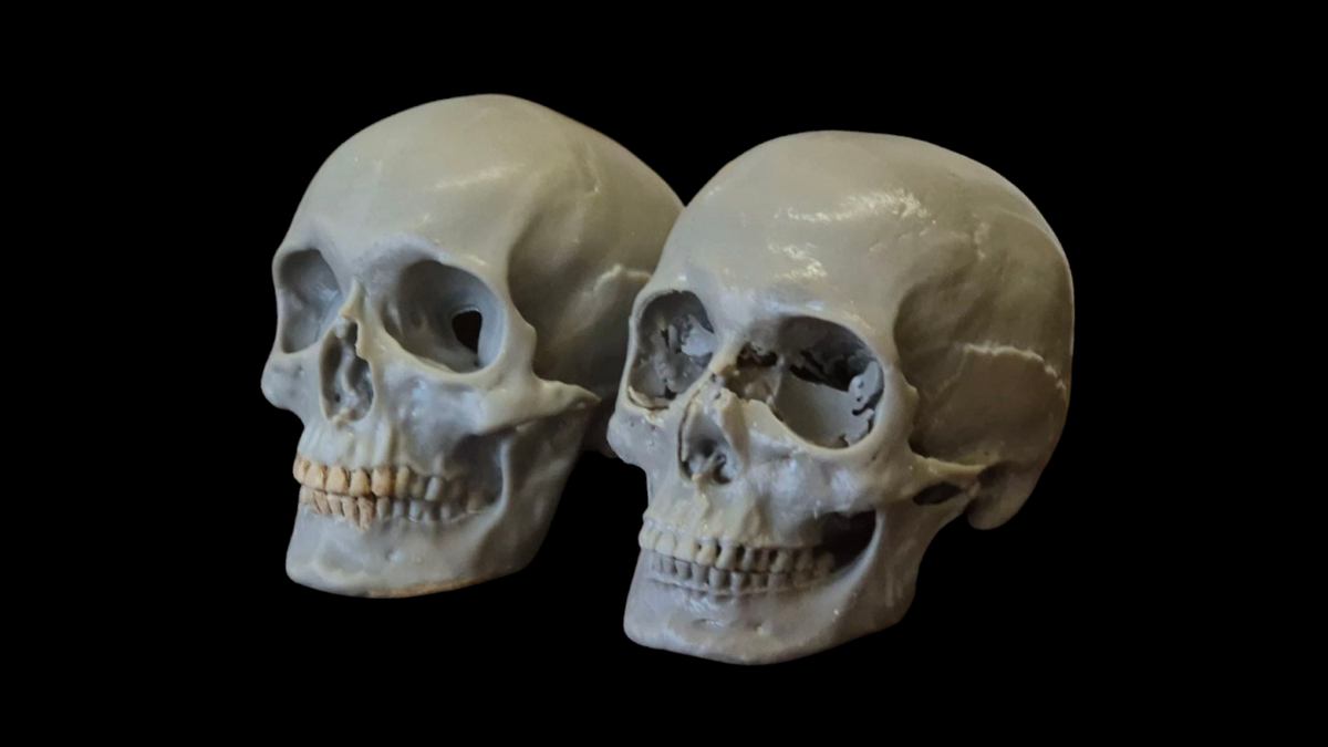 Two skulls side by side