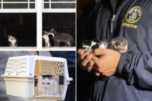 Fetid LI home had dead cats in freezer, dead kittens in boxes — and even seasoned rescuers were gagging at the stench