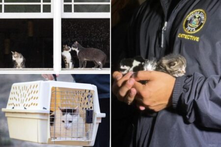 Fetid LI home had dead cats in freezer, dead kittens in boxes — and even seasoned rescuers were gagging at the stench