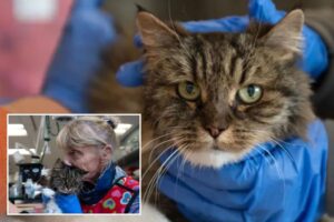 Cat survives 380-foot fall that killed owners at Utah’s Bryce Canyon National Park, Garfield County Sheriff says