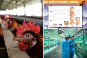 US tax dollars subsidizing egg manufacturers’ insane profits — while they continue to ‘price gouge’ due to bird flu