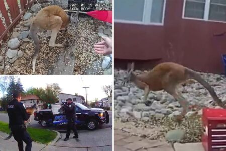 Pet kangaroo on the loose keeps police hopping again — in Colorado