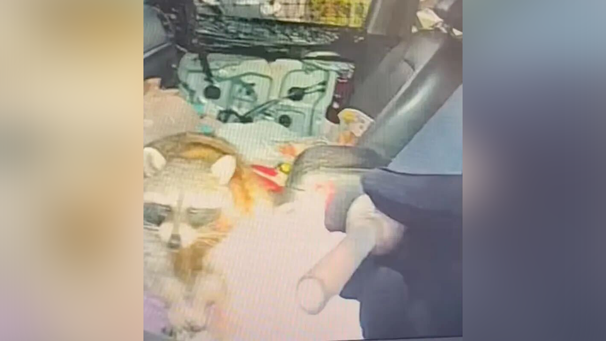 Raccoon with meth pipe
