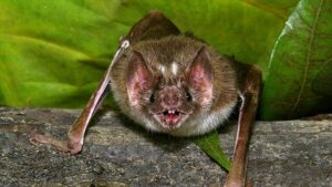 Vacation nightmare: 12 family members diagnosed with fungal disease after exploring Costa Rica cave