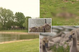 Locals say bizarre ‘massacre’ of mother goose and her six tiny goslings in Kansas street was no accident