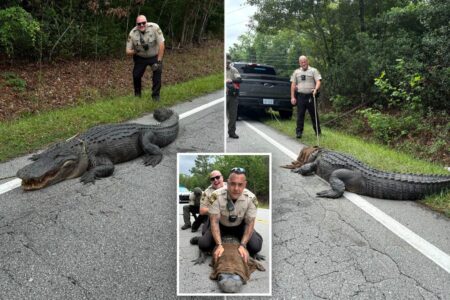 400-pound monster alligator named Pepe ‘detained’ for ‘being a dinosaur without proper papers’ in NC