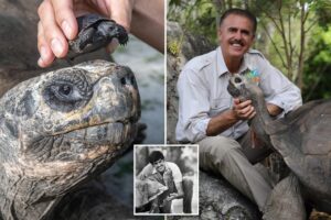 Galapagos tortoise celebrates his 135th birthday and his first Father’s Day at Zoo Miami