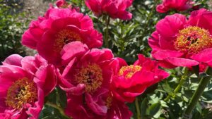 Historic university garden vandalized in apparent anti-Israel statement: ‘Don’t waste your tears’