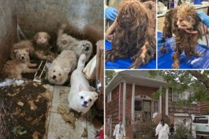More than 80 neglected dogs rescued from disgusting Brooklyn home after owner dies — with smell so bad ‘you can’t even breathe’