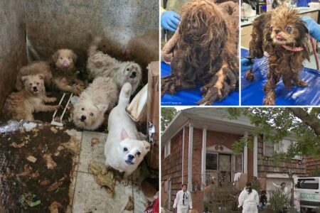 More than 80 neglected dogs rescued from disgusting Brooklyn home after owner dies — with smell so bad ‘you can’t even breathe’