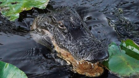 Trump administration approves ‘Alligator Alcatraz’ where ICE detainees face nature’s own security system