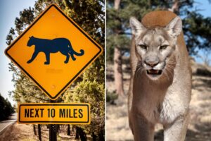 Arizona dog owner squares off against cougar who attacked him and his pooch twice, fatally shooting the  predator