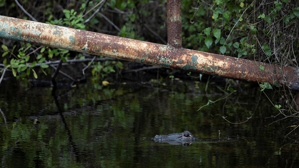 "Alligator Alcatraz" in Everglades