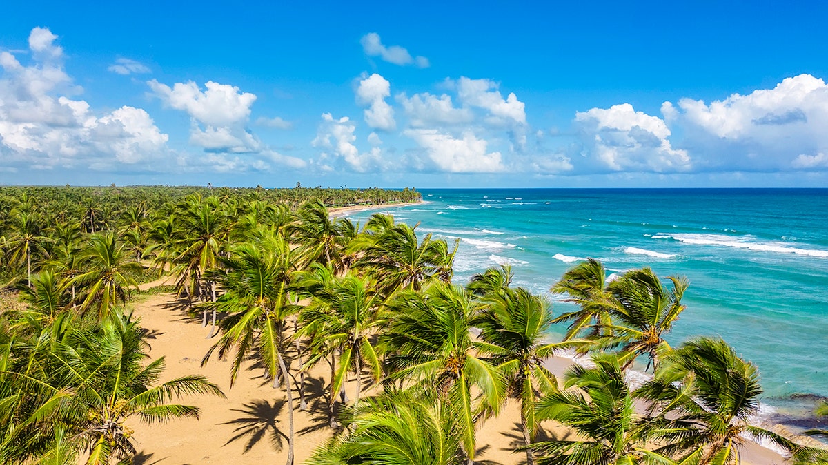 Palm trees on beach with waves crashing