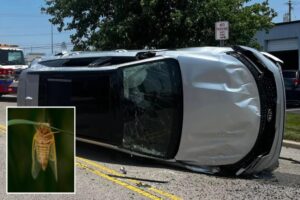 Buzzing cicada causes panicked Ohio driver to lose control and flip car: ‘Keep the windows up’