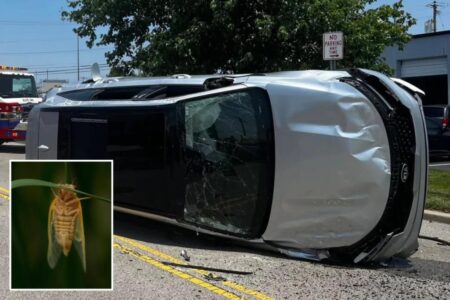 Buzzing cicada causes panicked Ohio driver to lose control and flip car: ‘Keep the windows up’