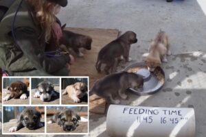 Denali National Park introduces adorable new sled dogs, live Puppy Cam