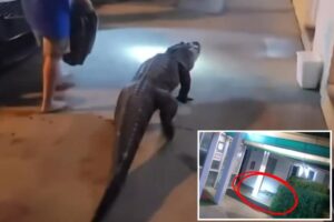 Virginia police confront 6-foot alligator at motel that escaped while en route to zoo: video