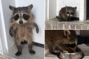 Baby raccoon rescued after getting soaked in Massachusetts storm