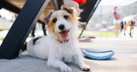 Furry Friends Can’t Stop Using This Pet Pad That’s Dubbed a ‘Glorious Slab of Coolness’