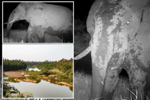 Mysterious, endangered ‘ghost elephant’ seen for the first time in years: ‘Might now be the last’