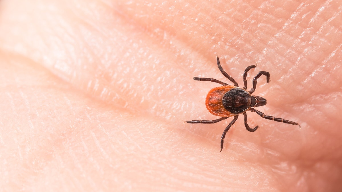 Close shot of tick on hand