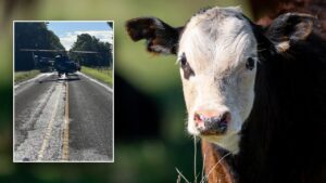‘Unhappy cow’ sends Texas rancher flying to hospital in dramatic airlift rescue after unexpected attack