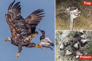 Virginia hunter gets single day in prison for killing 20 juvenile bald eagles and hawks in poisoning scheme: authorities