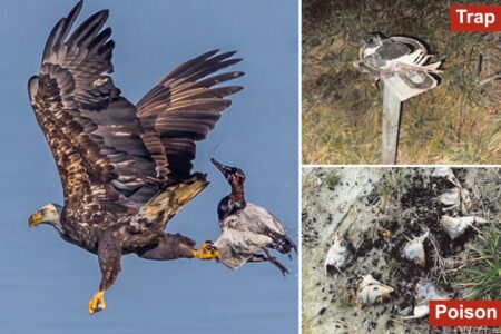 Virginia hunter gets single day in prison for killing 20 juvenile bald eagles and hawks in poisoning scheme: authorities