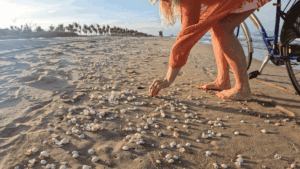 Beach visitor accidentally picks up shell of venomous snail that can kill a human in moments