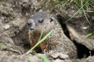 New Jersey groundhog with rabies goes berzerk, bites two people outside bar — before being put to death