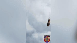 Runaway zebra’s wild adventure comes to an end after dramatic helicopter rescue